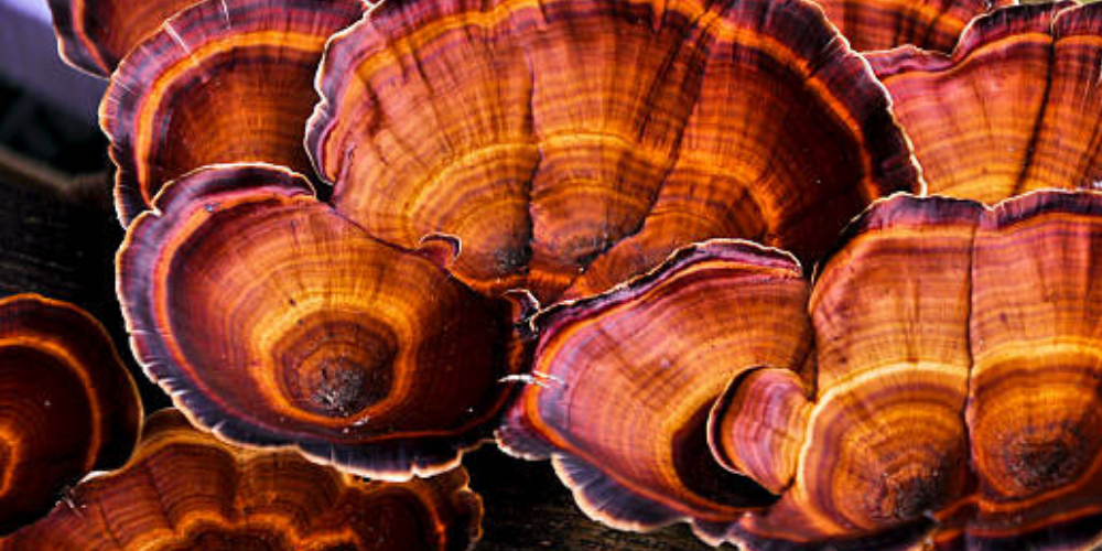 Reishi