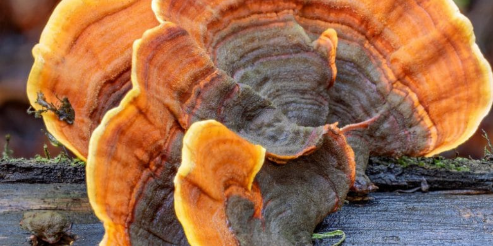 Turkey Tail